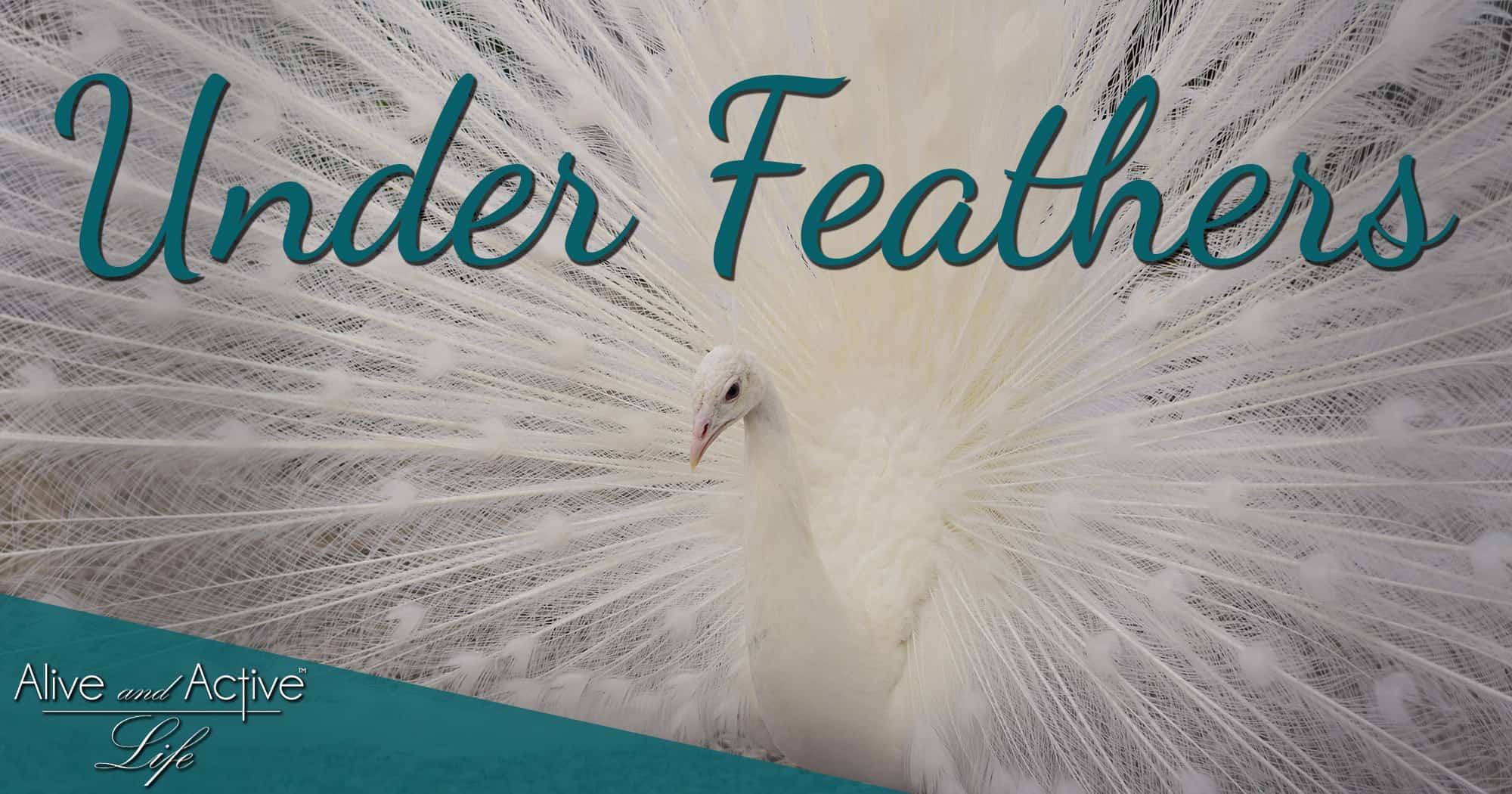 Under Feathers